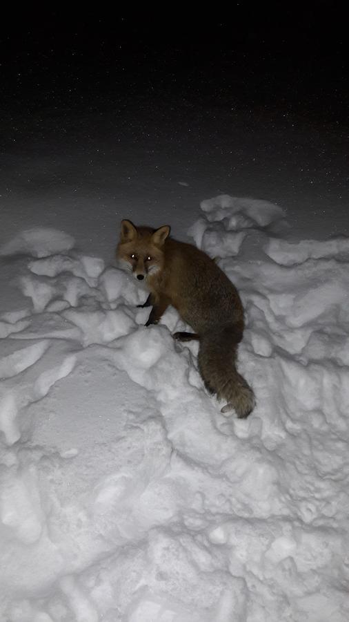 Snowhite Jahorina Βίλα Εξωτερικό φωτογραφία